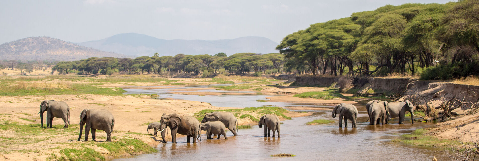 Ruaha National park